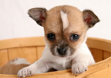 Chihuahua 1